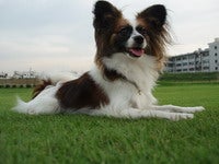 papillon-park