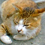 沢渡