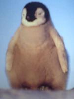 たまこ