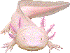 ぽんた