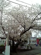 バッテキ