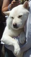 しげよし(^q^)