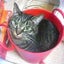 画像 愛猫と愛コギと介護の備忘録のユーザープロフィール画像