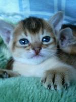 あびにゃん