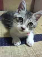 まにゃん