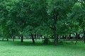 ひつ