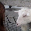 ゆきののサムネイル