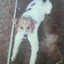 画像 三毛犬ダンのブログのユーザープロフィール画像