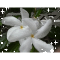 signorina