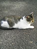 しー
