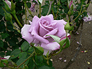 rainy rose