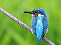 sriver