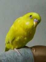 わたげ
