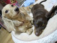 ★Lococo★