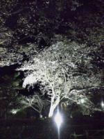 えーちく