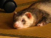 ＳＡＴＯＡ