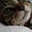 　　  猫目石