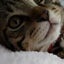 画像 　　  猫目石のユーザープロフィール画像