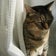 ねこの隠れ家日記Ⅱ