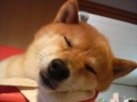 みかんの缶詰め