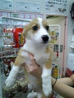 飼い主・M