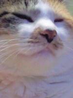 海花