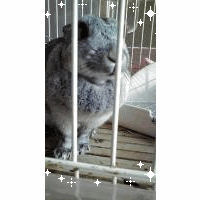 みこたんママ