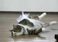 ぴな