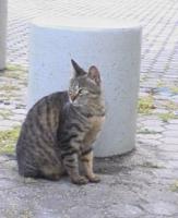 のり
