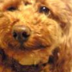まいまいのプロフィール