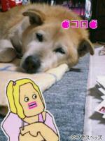 なおコロ