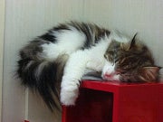 ゆり