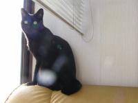 富む猫