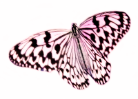 reina