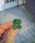 ニコチェリー