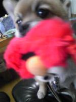 みーみ