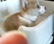 いっちー