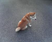 ゆってぃ