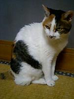 みかみにしき