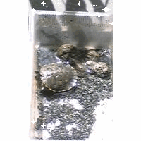 のんた