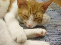 きなこ