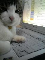 ねこまっしぐらー
