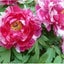 pinkのサムネイル