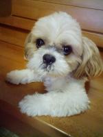 shoko