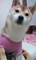 shiba