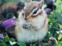chipmuck・みいあ
