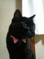 かのん