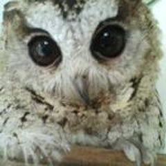 れいのプロフィール