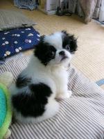 にゃんこまんま