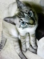 にゃお